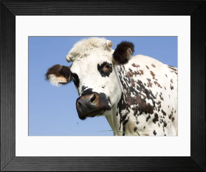Framed Print : Closeup of head Normande tri-coloured cow Normandy France
