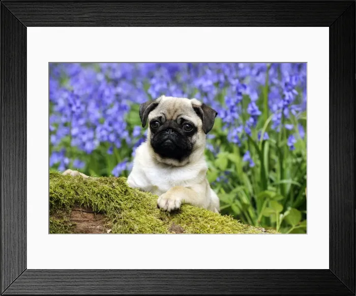 Framed Print : DOG. Pug puppy in bluebells Framed Print : DOG. Pug puppy in bluebells