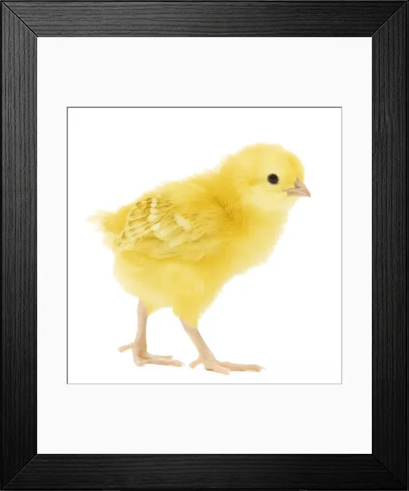 Framed Print : Chicken - chick in studio Framed Print : Chicken - chick in studio