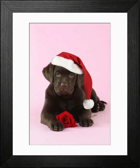 Framed Print : DOG. Chocolate Labrador puppy laying down with rose Digital Manipulation: Hat JD, changed rose colour to red Framed Print : DOG. Chocolate Labrador puppy laying down with rose Digital Manipulation: Hat JD, changed rose colour to red