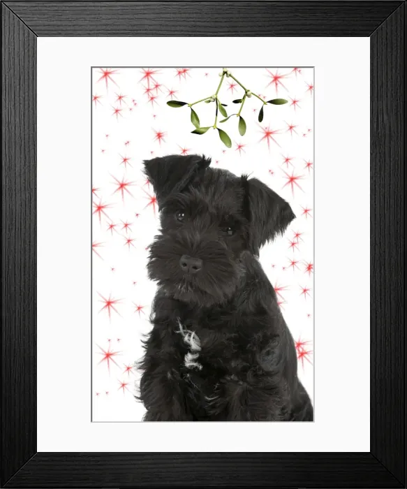 Framed Print : Dog - Miniature Schnauzer - 10 week old puppy - sitting down under mistletoe Digital Manipulation: Mistletoe (USH). Stars Framed Print : Dog - Miniature Schnauzer - 10 week old puppy - sitting down under mistletoe Digital Manipulation: Mistletoe (USH). Stars