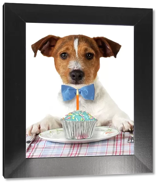 DOG. Jack russell terrier wearing bow tie sitting at table with Birthday cake. Digital Manipulation: removed chair - added different bow tie - cake & candle