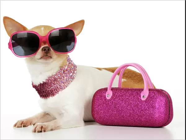 DOG. Chihuahua wearing sunglasses with pink bag