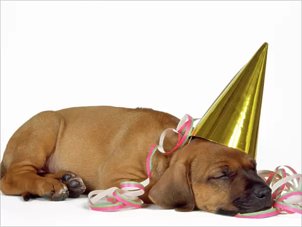 Rhodesian Ridgeback Dog - puppy asleep wearing party hat and streamer