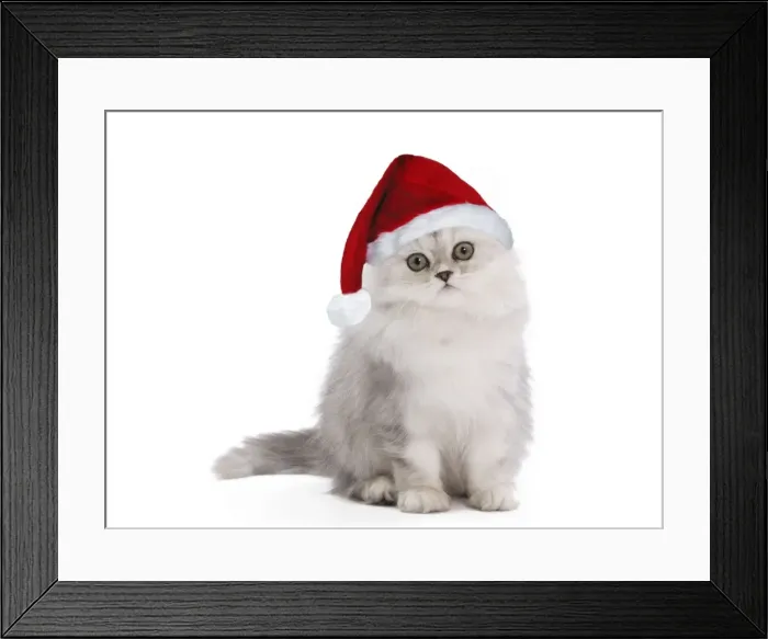Framed Print : Cat - Persian Chinchilla - 3 1 / 2 month old kitten wearing Christmas hat Digital Manipulation: Hat Su Framed Print : Cat - Persian Chinchilla - 3 1 / 2 month old kitten wearing Christmas hat Digital Manipulation: Hat Su