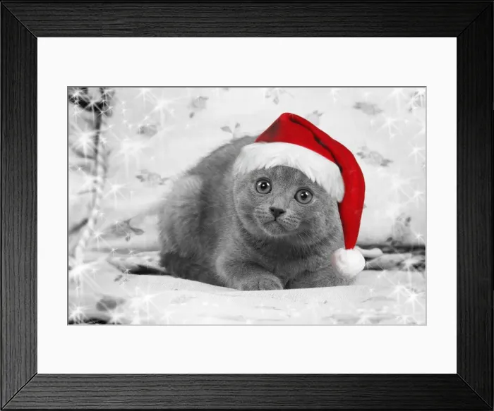 Framed Print : Cat - Chartreux kitten wearing Christmas hat Digital Manipulation: Hat Su, B&W, stars Framed Print : Cat - Chartreux kitten wearing Christmas hat Digital Manipulation: Hat Su, B&W, stars