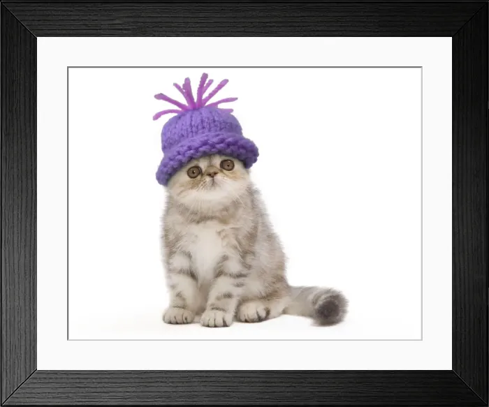 Framed Print : Cat - Exotic Black Tortie Silver 2 month old Tabby kitten wearing a woolly hat. Digital Manipulation: Hat Su Framed Print : Cat - Exotic Black Tortie Silver 2 month old Tabby kitten wearing a woolly hat. Digital Manipulation: Hat Su