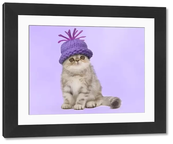 Cat - Exotic Black Tortie Silver 2 month old Tabby kitten wearing a woolly hat. Digital Manipulation: Hat Su