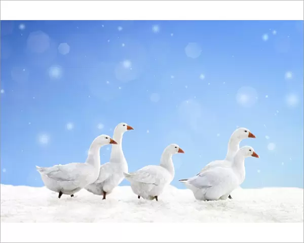 Domestic Geese - in snow Digital Manipulation: falling snow, ground snow (ME) & sky
