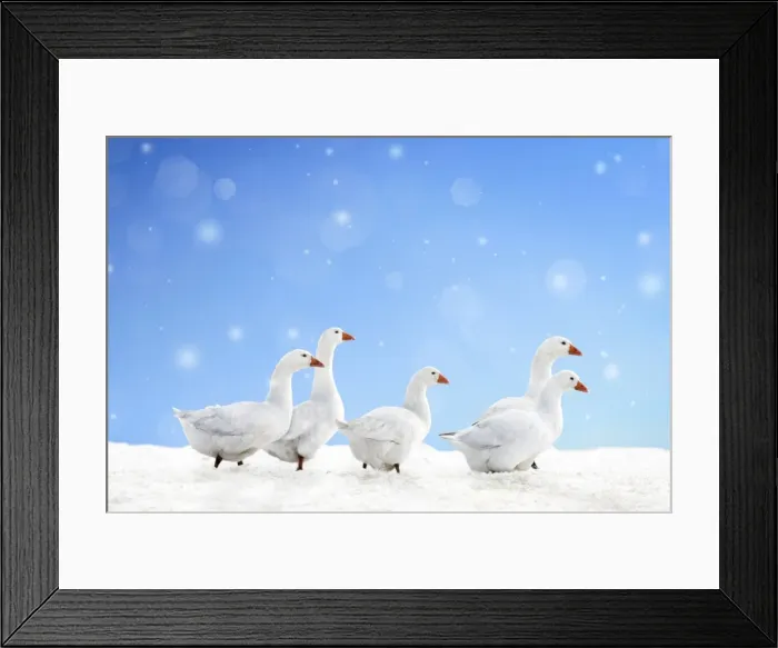 Framed Print : Domestic Geese - in snow Digital Manipulation: falling snow, ground snow (ME) & sky Framed Print : Domestic Geese - in snow Digital Manipulation: falling snow, ground snow (ME) & sky