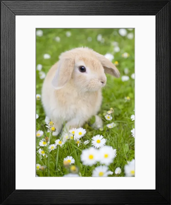 Framed Print : Lop Eared Rabbit - juvenile on garden lawn Framed Print : Lop Eared Rabbit - juvenile on garden lawn
