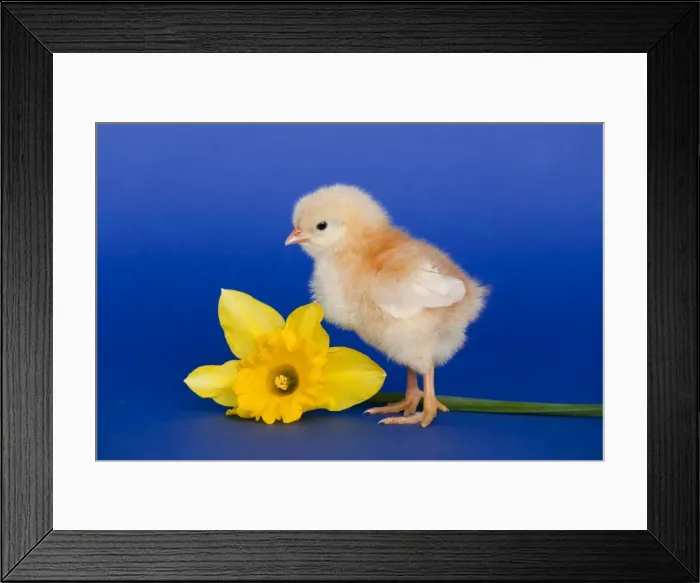 Framed Print : Chick with daffodil - UK Framed Print : Chick with daffodil - UK