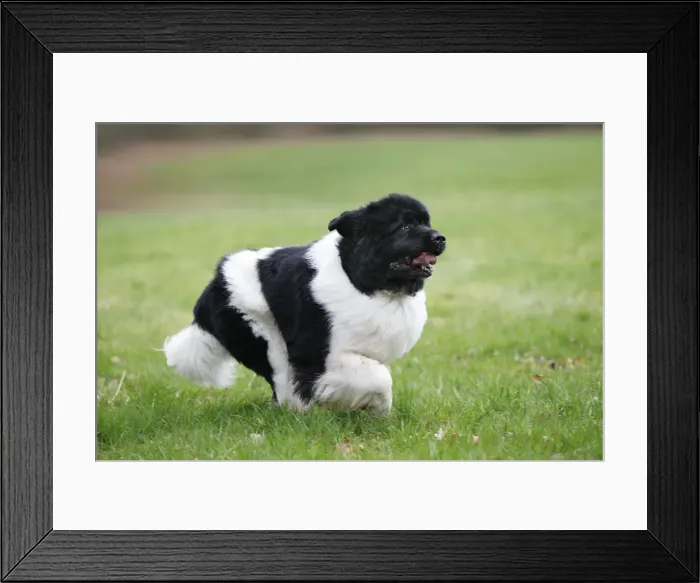 Framed Print : Newfoundland Dog Framed Print : Newfoundland Dog