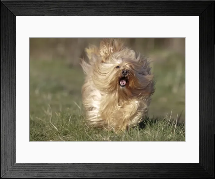 Framed Print : Dog - Bichon Havanais / Havanese - running towards camera Framed Print : Dog - Bichon Havanais / Havanese - running towards camera