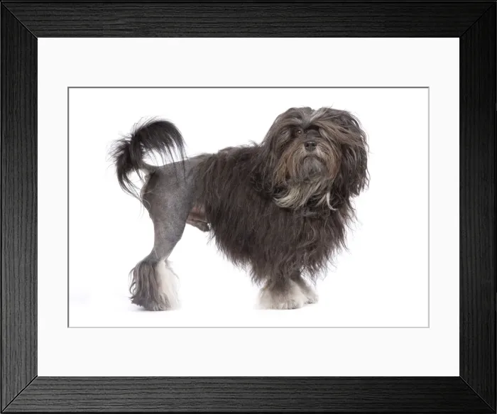 Framed Print : Dog - Lowchen / Little Lion Dog in studio Framed Print : Dog - Lowchen / Little Lion Dog in studio
