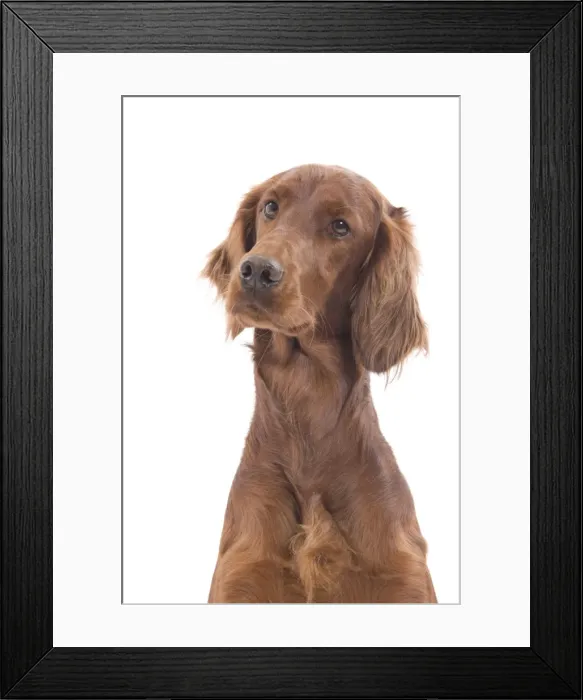 Framed Print : Dog - Red  /  Irish Setter in studio