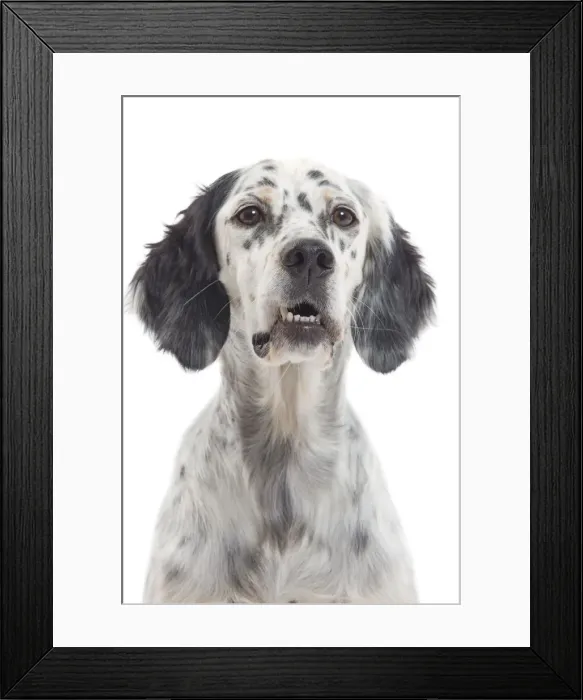 Framed Print : Dog - English Setter Framed Print : Dog - English Setter