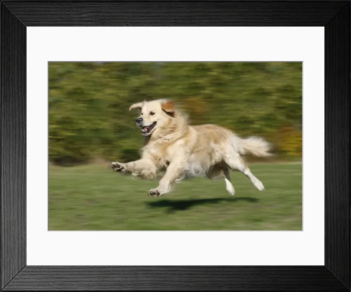 Framed Print : Dog - Golden Retriever running outside Framed Print : Dog - Golden Retriever running outside