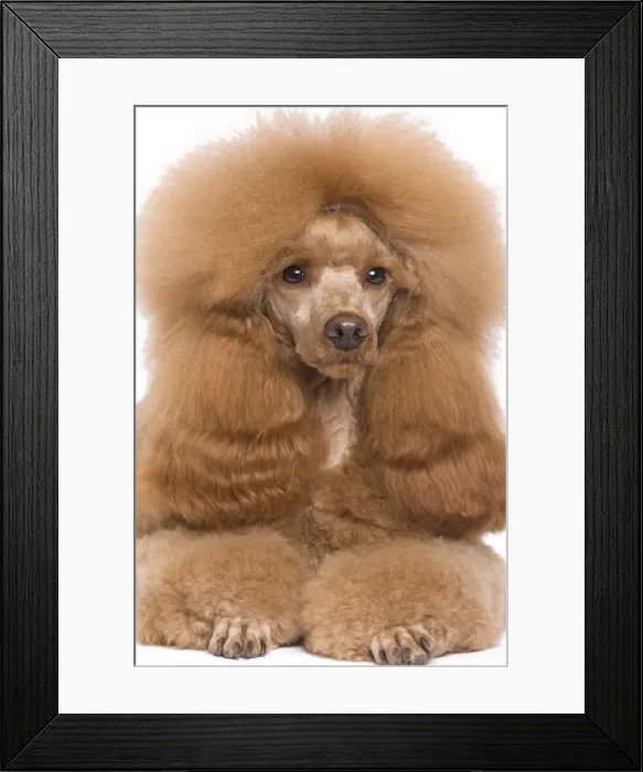 Framed Print : Dog - Dwarf  /  Nain Poodle - Fawn Red colouring