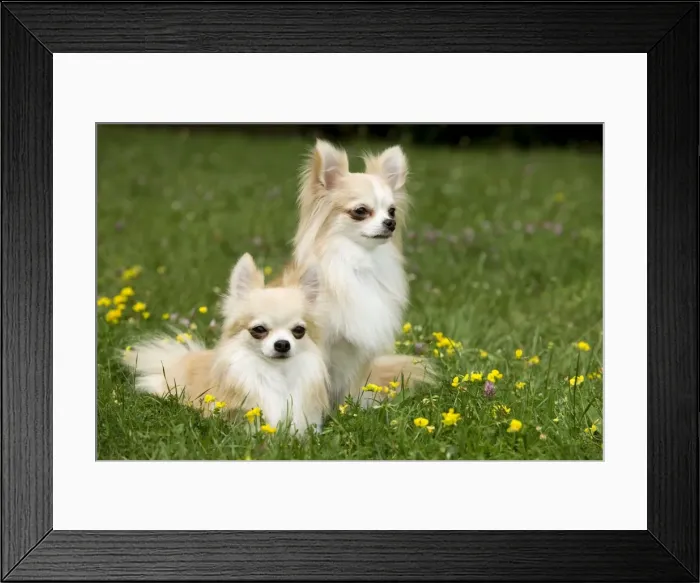 Framed Print : Dog - two long-haired chihuahuas outside Framed Print : Dog - two long-haired chihuahuas outside