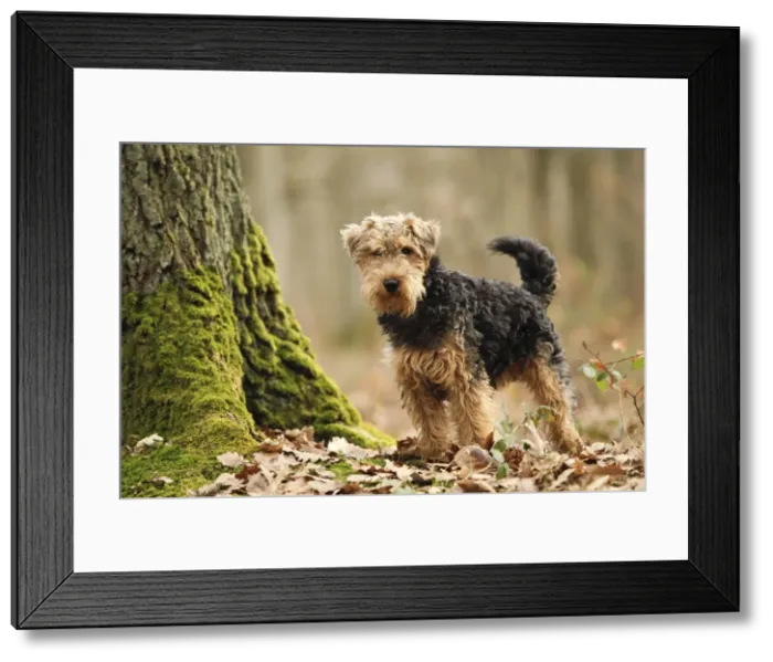 Framed Print : Welsh Terrier Framed Print : Welsh Terrier