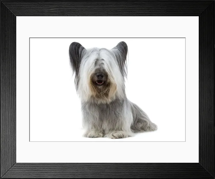 Framed Print : Dog - Sky Terrier Framed Print : Dog - Sky Terrier