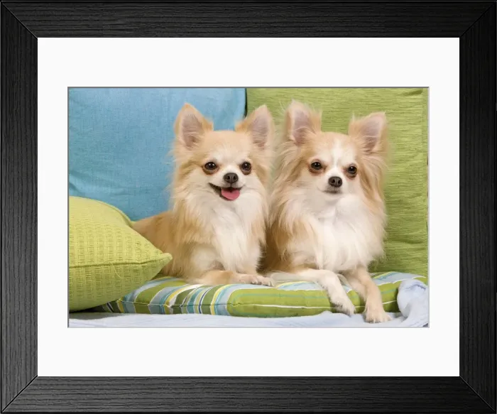 Framed Print : Dog - two Long-haired Chihuahuas sitting on cushions Framed Print : Dog - two Long-haired Chihuahuas sitting on cushions