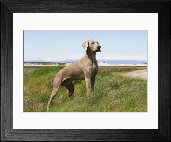 Framed Print : Dog - Weimaraner Framed Print : Dog - Weimaraner