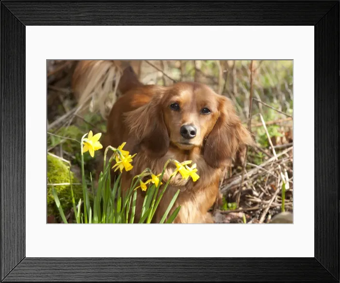 Framed Print : Dog - Miniature Long Haired Dachshund - by Daffodils Framed Print : Dog - Miniature Long Haired Dachshund - by Daffodils