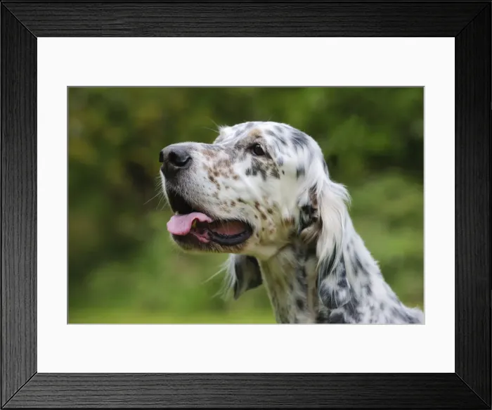 Framed Print : DOG. English setter head shot Framed Print : DOG. English setter head shot