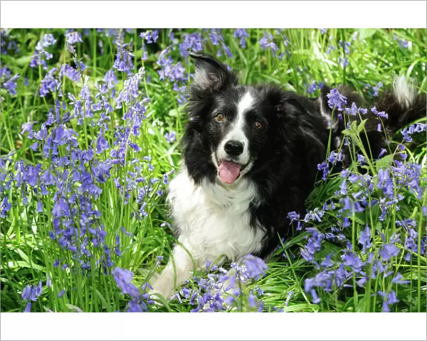 DOG. Border collie laying in bluebells