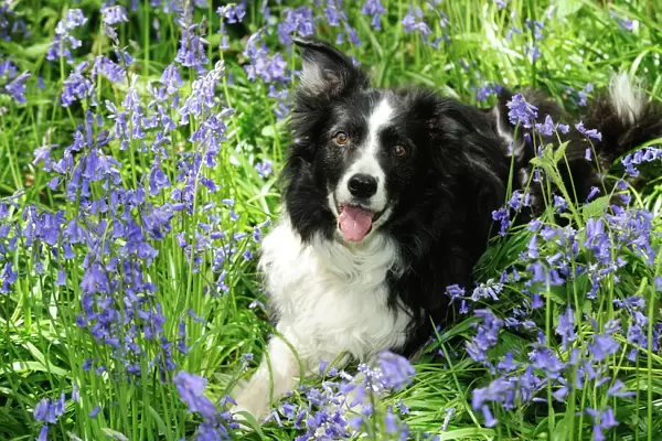 DOG. Border collie laying in bluebells