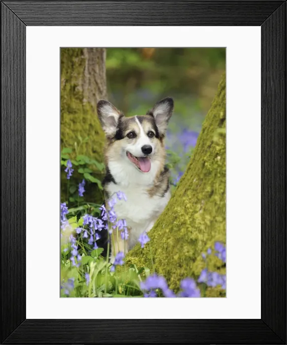 Framed Print : DOG. Pembroke welsh corgi sitting between tree trunks Framed Print : DOG. Pembroke welsh corgi sitting between tree trunks