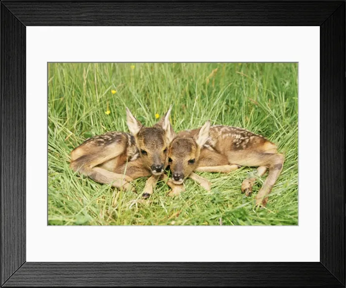 Framed Print : Roe Deer WAT 5313 Fawns Capreolus capreolus © M. Watson / ARDEA LONDON Framed Print : Roe Deer WAT 5313 Fawns Capreolus capreolus © M. Watson / ARDEA LONDON