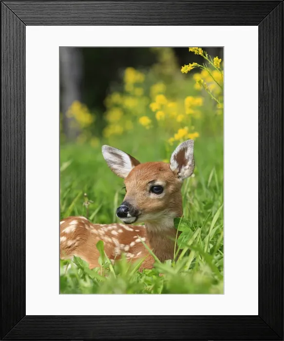 Framed Print : White-tailed Deer - fawn. Minnesota - United States Framed Print : White-tailed Deer - fawn. Minnesota - United States