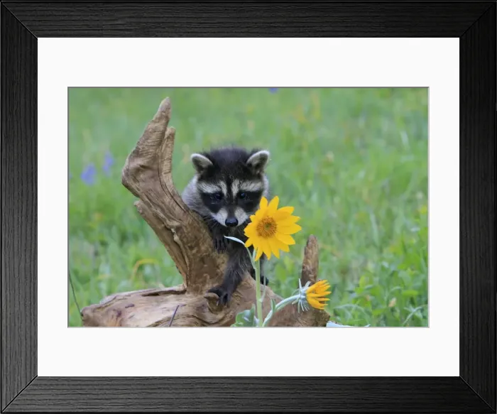 Framed Print : Raccoon - baby. Montana - United States Framed Print : Raccoon - baby. Montana - United States