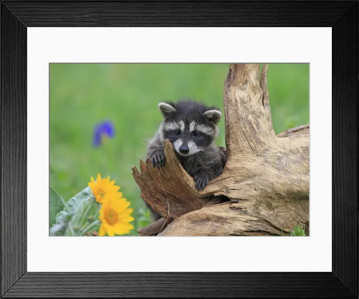 Framed Print : Raccoon - baby. Montana - USA
