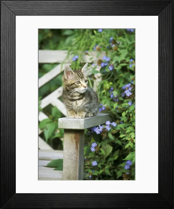 Framed Print : Cat - Tabby Kitten, Blue flowers Framed Print : Cat - Tabby Kitten, Blue flowers