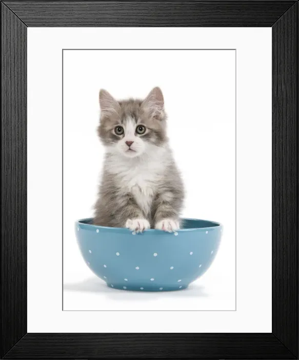 Framed Print : Cat - kitten in blue bowl Framed Print : Cat - kitten in blue bowl