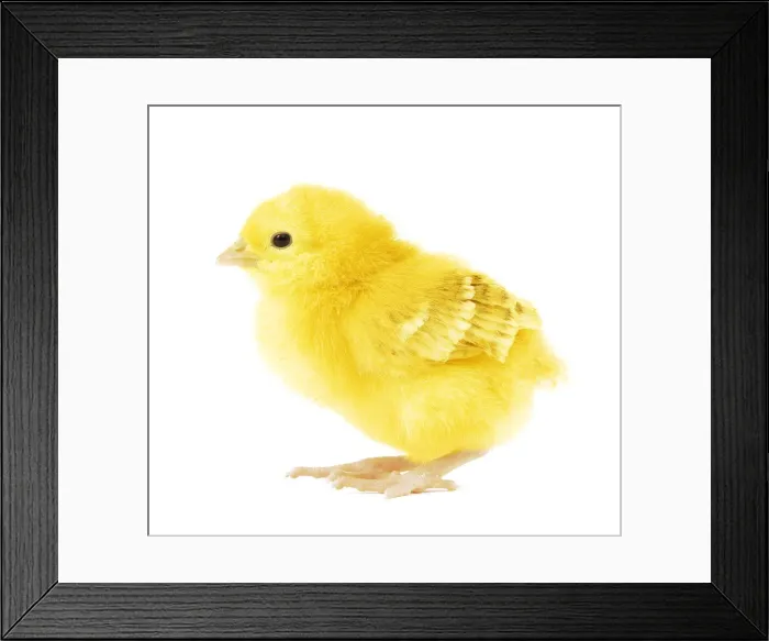 Framed Print : Chicken - chick in studio Framed Print : Chicken - chick in studio