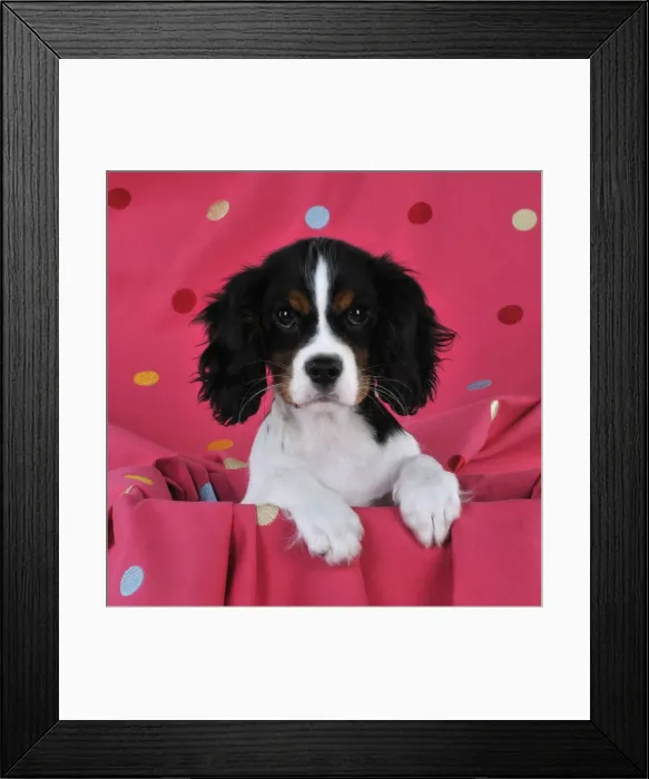 Framed Print : DOG. Cavalier king charles spaniel puppy sitting on spotty blanket Framed Print : DOG. Cavalier king charles spaniel puppy sitting on spotty blanket