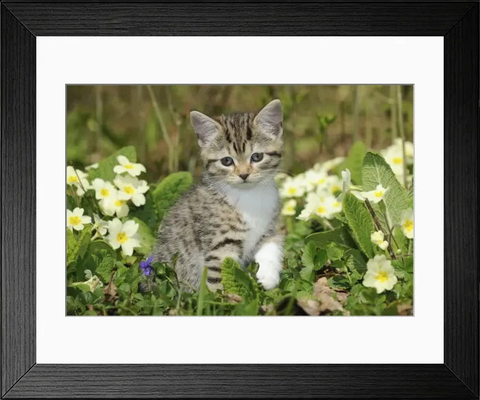 Framed Print : CAT. Kitten sitting in flowers Framed Print : CAT. Kitten sitting in flowers