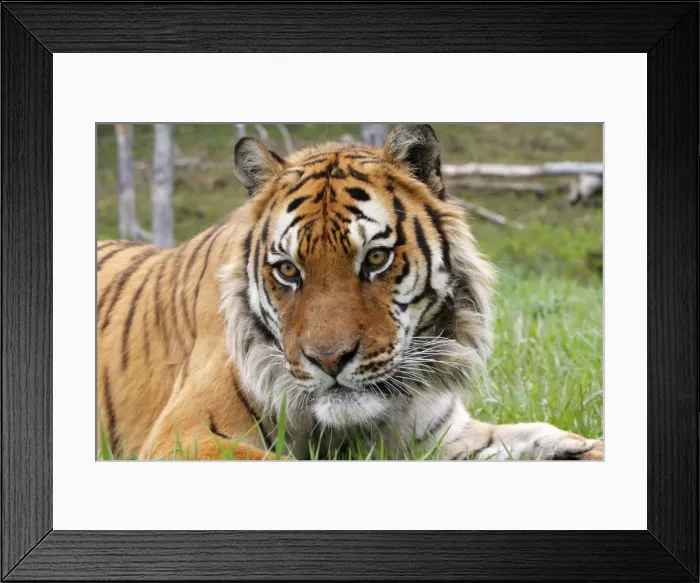 Framed Print : Siberian Tiger Framed Print : Siberian Tiger