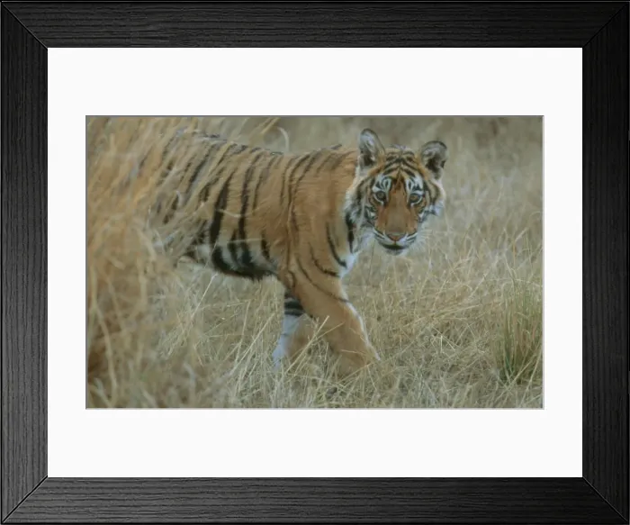 Framed Print : Bengal / Indian Tiger - 6 month old male cub - Ranthambhore National Park Framed Print : Bengal / Indian Tiger - 6 month old male cub - Ranthambhore National Park