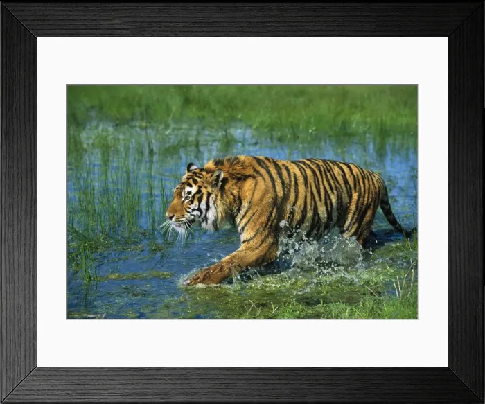 Framed Print : Indian / Bengal Tiger Framed Print : Indian / Bengal Tiger