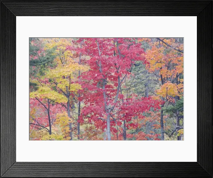 Framed Print : Autumn Colour - Maple Woodlands Upper Penninsular Michigan, USA LA004616 Framed Print : Autumn Colour - Maple Woodlands Upper Penninsular Michigan, USA LA004616