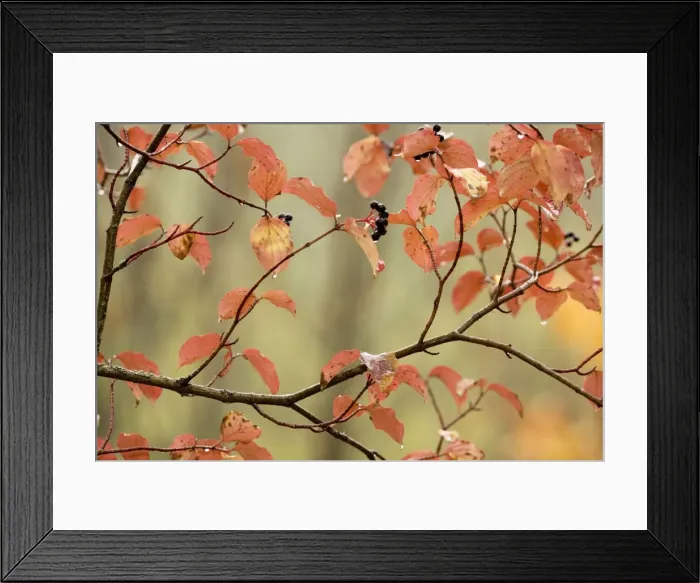 Framed Print : Dogwood in autumn, with raindrops Framed Print : Dogwood in autumn, with raindrops