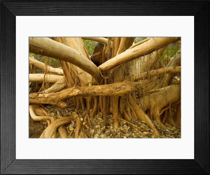 Framed Print : Fig tree roots - this enormous fig tree created an impressive root system to attach itshelf to the steep canyon walls in Dales Gorge. The roots even kind of embrace hugh boulders on the canyon floor to stabilize its weight - Dales Gorge Framed Print : Fig tree roots - this enormous fig tree created an impressive root system to attach itshelf to the steep canyon walls in Dales Gorge. The roots even kind of embrace hugh boulders on the canyon floor to stabilize its weight - Dales Gorge