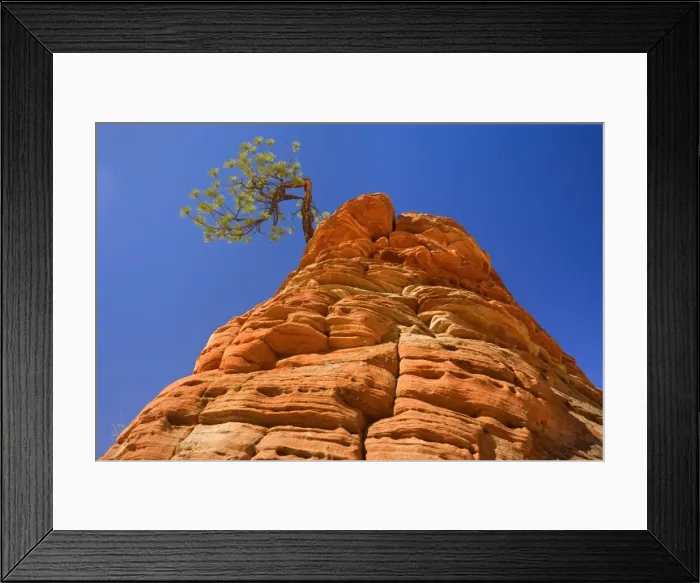 Framed Print : Sandstone and Pine Tree - a little pine tree is growing on top of an eroded sandstone formation in the shape of a beehive. One of the most famous landmarks in Zion - Checkerboard Mesa, Zion National Park, Utah, USA