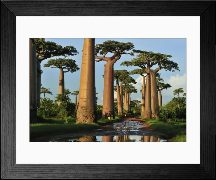 Framed Print : Grandidier's Baobab - near Morondava - Madagascar